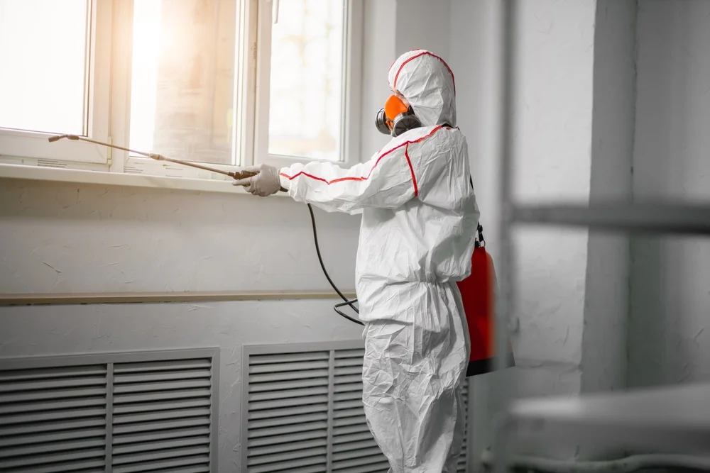 Professional mold remediation services in Valley, AL